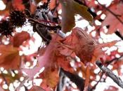 Chicken food revolution 2013