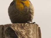 Carpintero campestre (Field Flicker)