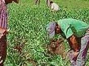 Escándalo junta usuarios cañete…