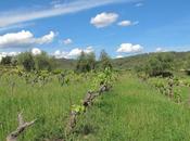 Orto Vins Joan Asens