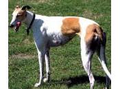 galgo
