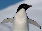 Resuelto 'misterio' pingüinos pueden volar