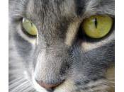 Problemas cuidados ojos gato‏