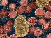 Clamydia, agente infeccioso social