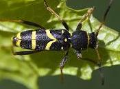 Clytus arietis (Linnaeus, 1758) Escarabajo avispa