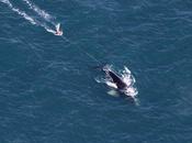 ballenas liberadas artes pesca pueden morir lentamente