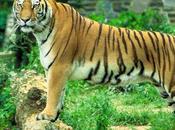 Tigre mata dentelladas empleada zoológico ante mirada todos