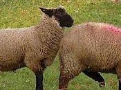 Aparear ovejas