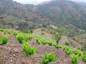 Espai Priorat