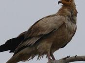 Alimoche común-Neophron Percnopterus-Egyptian Vulture
