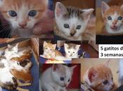 Cinco preciosos gatitos adopción (Asturias)