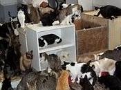 Proyecto gato peligro!‏