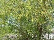 Arbol semana