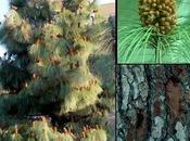 Arbol semana