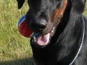 Razas perros: doberman pinscher