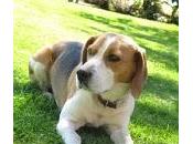 razas perros: beagle