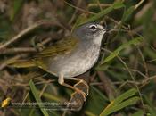 Canta Arañero silbón (White-rimmed Warbler)