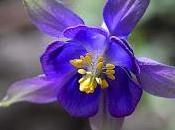 Flor Celos