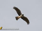 Gavilán planeador (Long-winged Harrier)