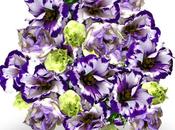 violeta