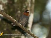 Pioró (Chestnut-headed Tanager)
