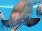 Partos asistidos delfines: terrible idea realidad