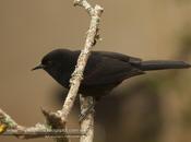 Boyerito (Epaulet oriole) Icterus cayanensis