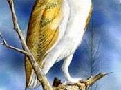 lechuza hacía mudanza