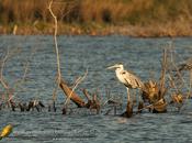 Garza mora (White-necked Heron)
