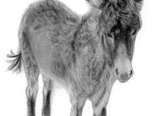 Pensamientos Distorsionados: Razonamiento Emocional