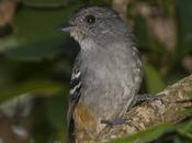 Choca común (Variable Anshrike)
