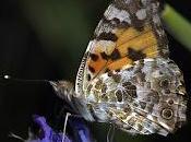 Vanessa cardui (Vanesa cardos)