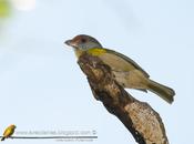 Juan chiviro (Rufous-browed peppershirke)