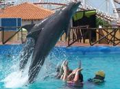 Nadar delfines Margarita