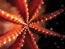extraño pulpo ventosas luminosas