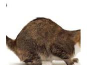 Asma gatos