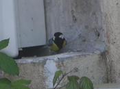 Carboneros ajetreados