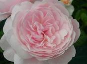 Tipos Rosas