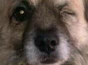 Perrito pequeño, ojito solo, desorientado medio calle. (SEVILLA)