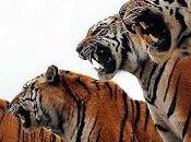 tigres obedecen leyes
