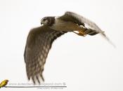 Gavilán planeador (Long-winged Harrier)