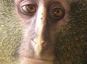 Conozca mono mirada humana