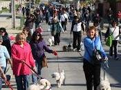 Alta participación caminata canina