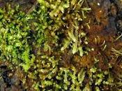 planta vuelve vida tras pasar congelada años