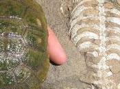 Cómo Desarrollaron Caparazón Tortugas