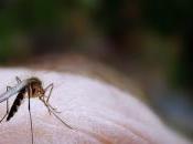 Repelente mosquitos natural
