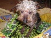 ¡¡¡extremadamente urgente!! leli ,perrita yorkshire,abandonada maltratada,en pueblo sevilla.