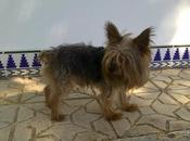 Zeus, yorki años, adopción‏.