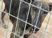 urgente salvar vida esta galguita, sacrifican avisar. (perrera málaga)