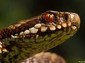 Víboras: ¿temor infundado?